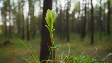 tender rising plant germ in natural environment at sunrise