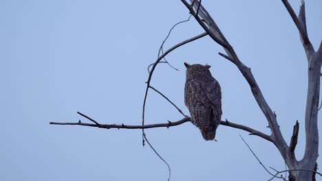 great horned owl perching on tree and observing its surrounding