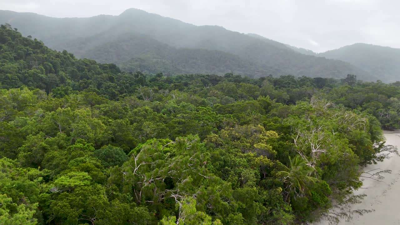 Aerial view of lush rainforest and mangroves in misty conditions, showcasing natural beauty and diverse vegetation