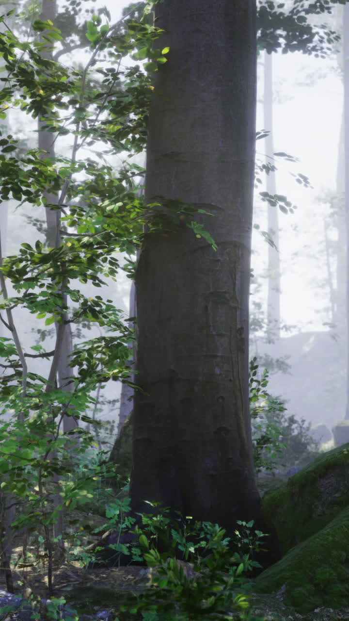 Misty forest landscape with lush greenery and tall trees in daylight
