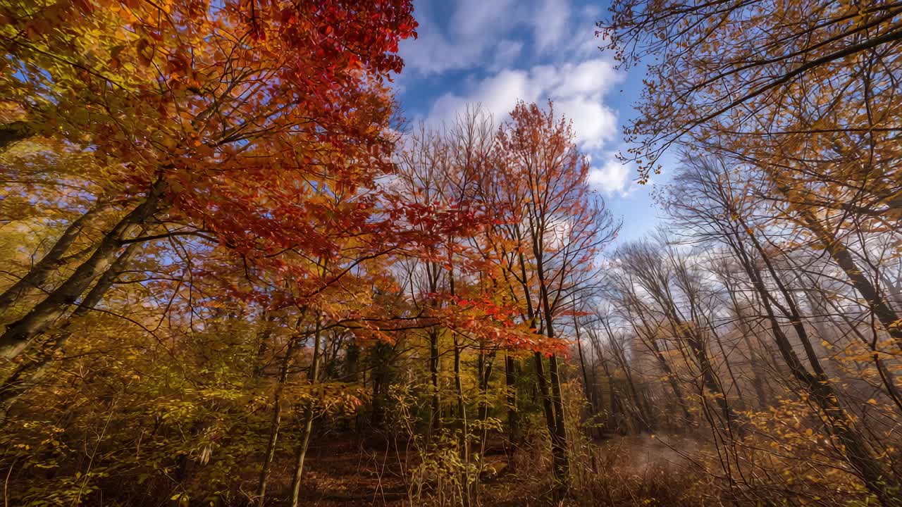 At sequence start panning camera capturing vibrant maple canopy on slope to showcase autumn colors