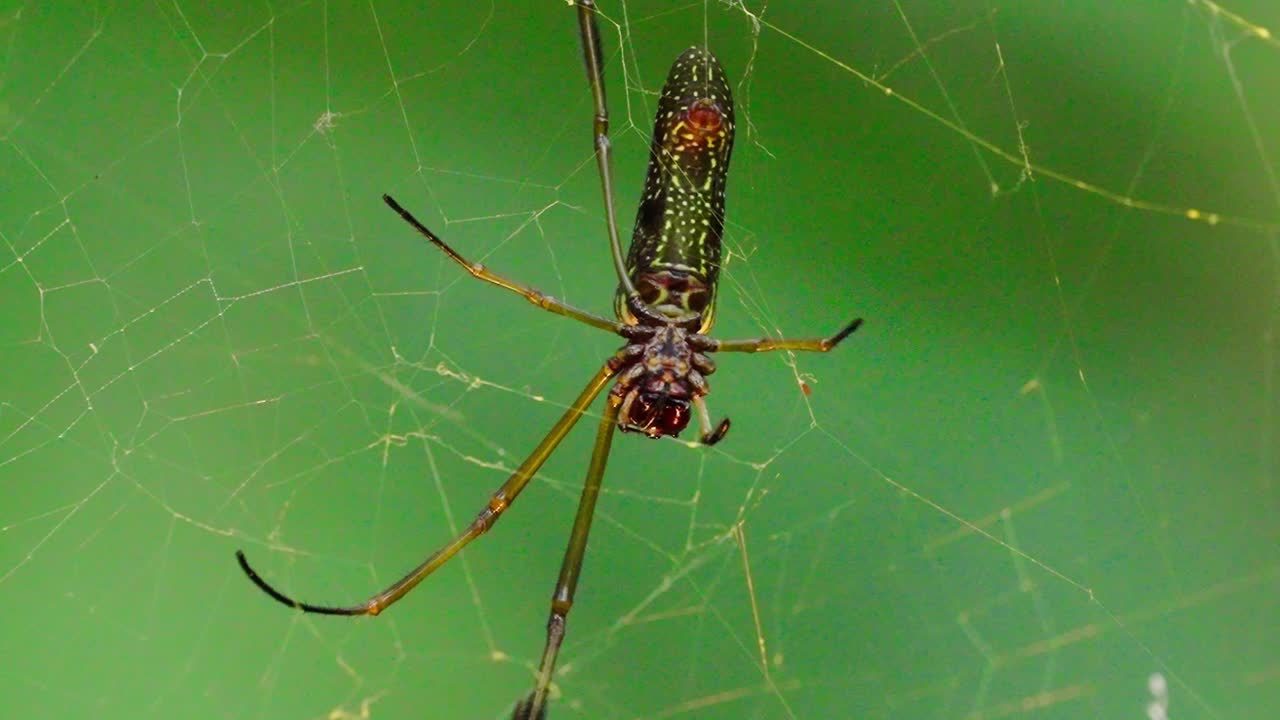 Golden silk orbweaver on its web in tropical rainforest, Peru, capturing nature's beauty