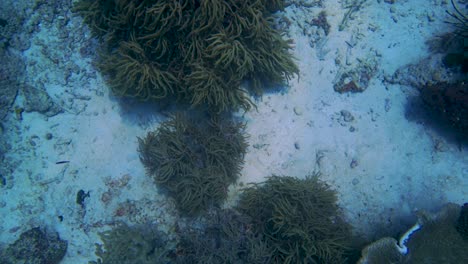 Looking-down-on-a-bottom-full-with-corals-while-drifting-with-the-current