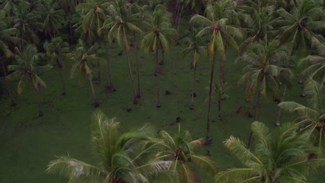 bosque de palmeras en la isla de sumba, indonesia durante el amanecer, desde el aire