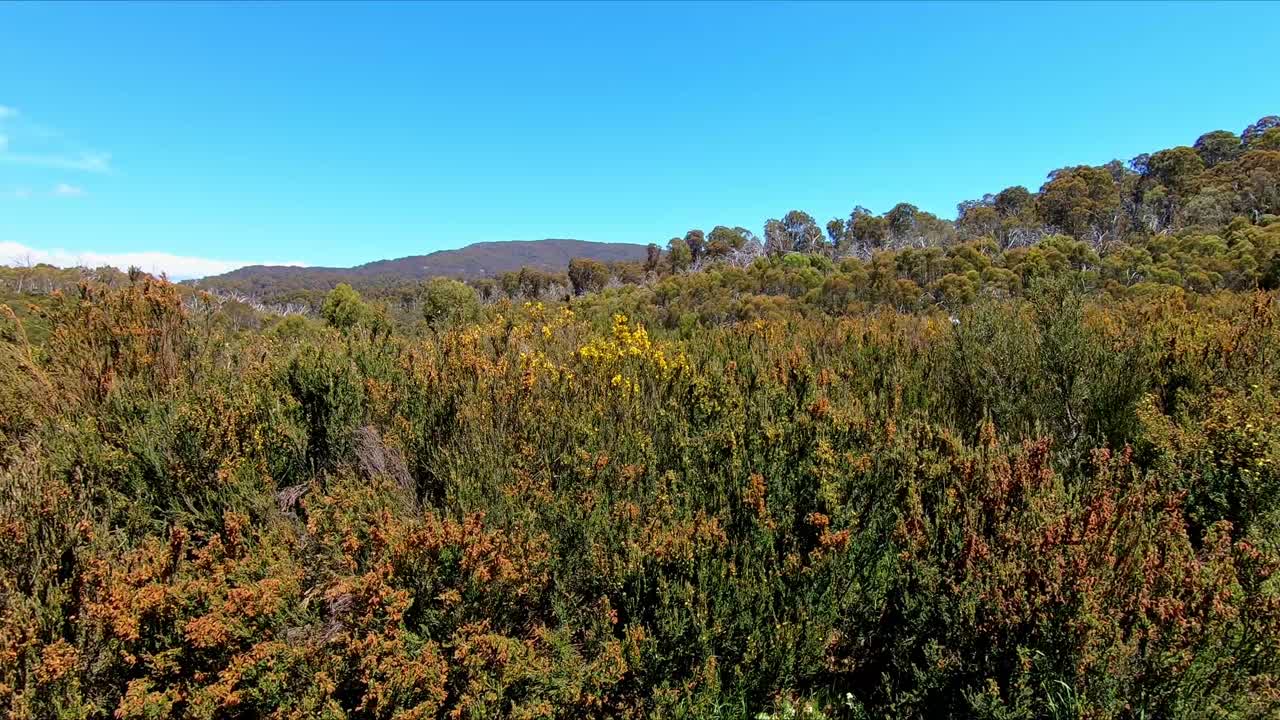 arbusto alpino australiano soplando en la brisa en las montañas nevadas