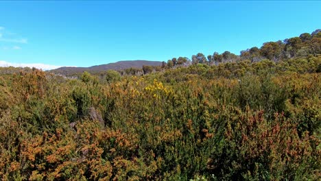 Arbusto-Alpino-Australiano-Que-Sopla-En-La-Brisa-En-Las-Montañas-Nevadas