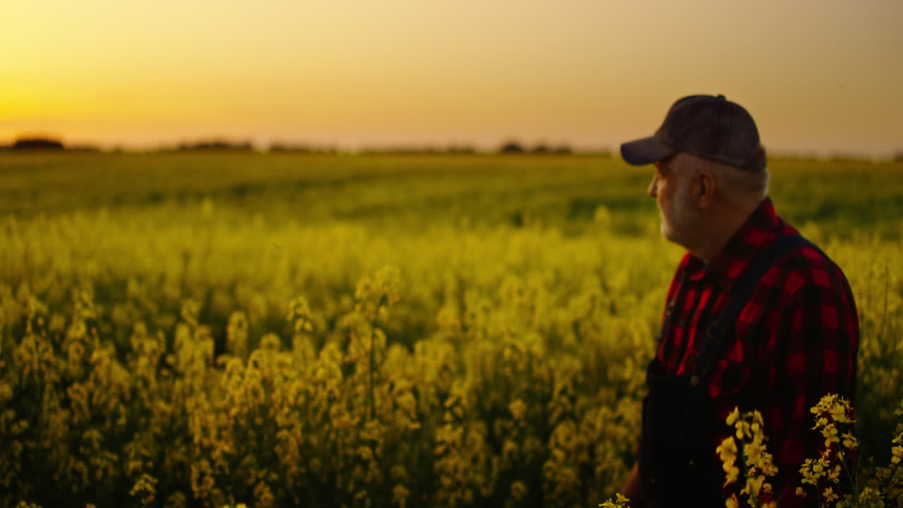 Älterer Bauer steht in einem Rapsfeld bei goldenem Sonnenuntergang