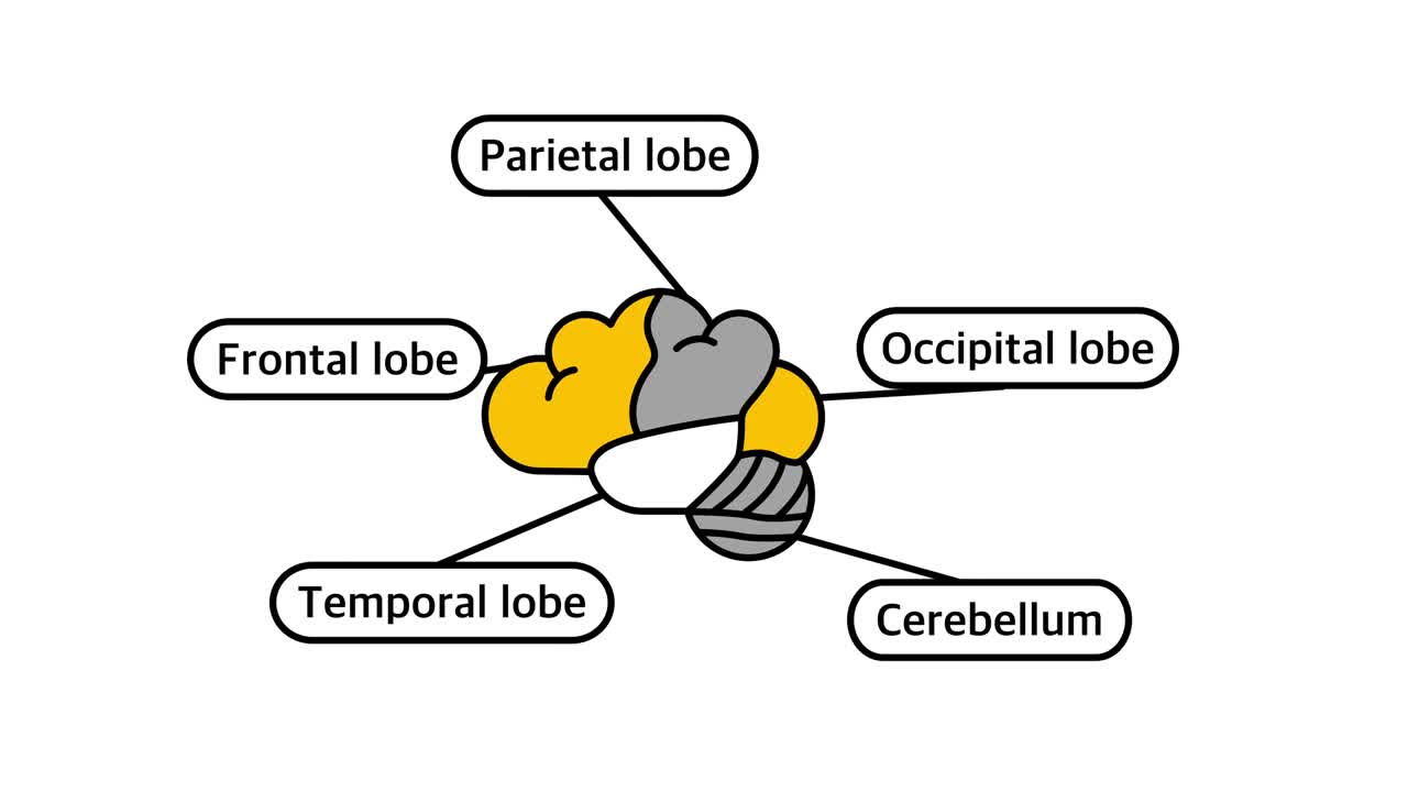 Video 4K dell'anatomia del cervello umano in stile cartone animato con flat design.