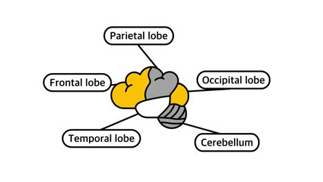4k video of cartoon human brain anatomy in flat design.