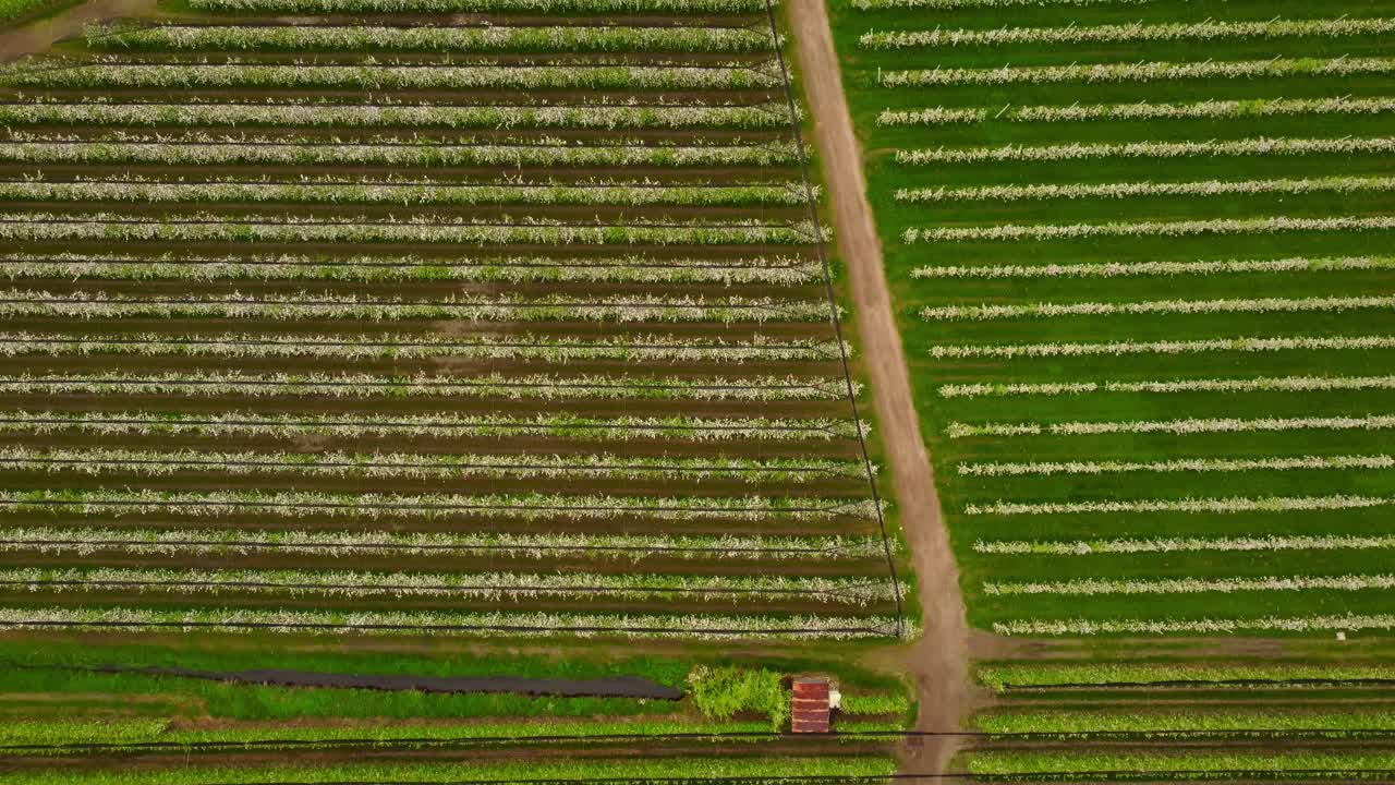 Aerial Footage of Blooming Apple Orchard in Burgstall, Bolzano, Italy