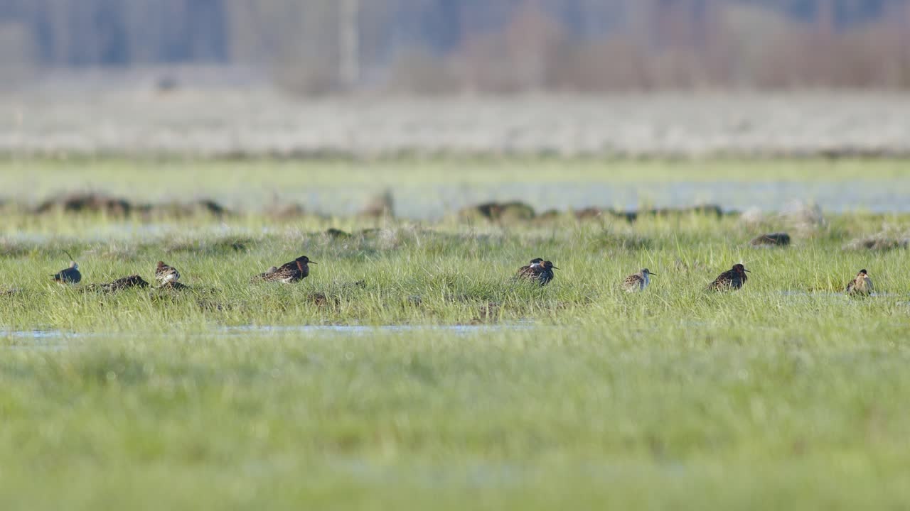 습지의 풀밭에 숨어있는 빵가루를 입히는 계절에 멍의 무리가 범람 한 초원