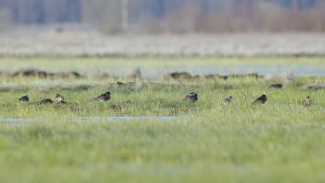 una bandada de ruff en la temporada de cría escondida en la hierba en los prados inundados de humedales