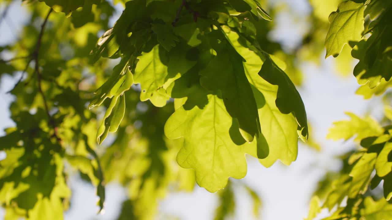 Close up of lobed leaves of an oak tree illuminated by scenic sunlight