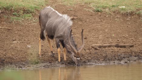Männliche-Spiralhorn-Nyala-Antilope-Trinkt-Aus-Schlammigem-Afrikanischen-Teichwasser