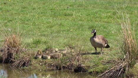 canada goose family by the pond