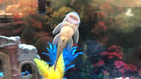 small fish tank with fish swimming amongst a building with multi-colored rocks
