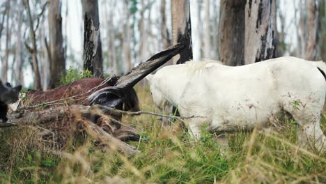 Impresionantes-Grullas-De-Caballo-Blanco-Rodean-Un-árbol-Caído-Mientras-Pasta-Alimentos-Naturales-En-El-Bosque