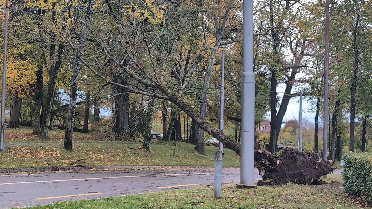 Wind damage after a storm, fallen tree blocking the road