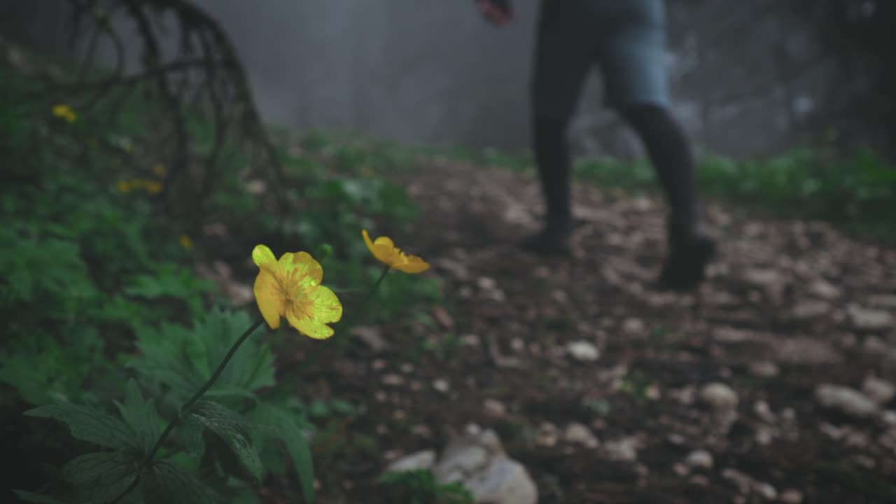 dolly en el movimiento de la cámara que muestra una flor amarilla silvestre con un fondo borroso y brumoso de un excursionista escalando un sendero de montaña en las montañas de los cárpatos de piatra mare