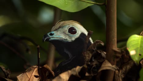 super close up of a blue throated piping guan head only looking around with its big eye and curved beak