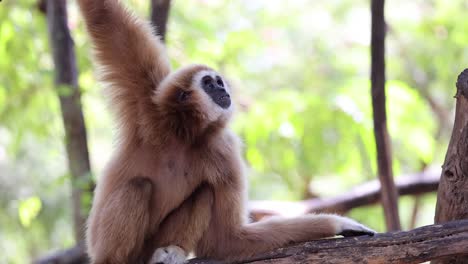 gibbon sitting on branch, looking around curiously