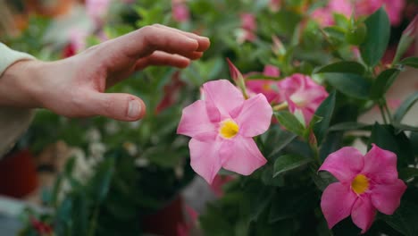 video cinematográfico de primer plano de la mano del hombre tocando suavemente las flores rosadas en la planta bajo la luz natural del día que muestra la delicada interacción con la naturaleza
