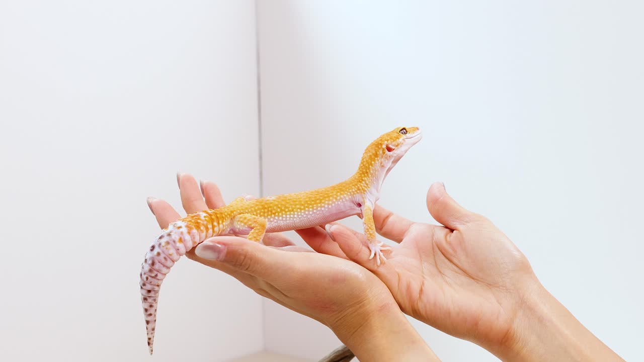 A leopard gecko is gently held and observed in a well-lit, white room