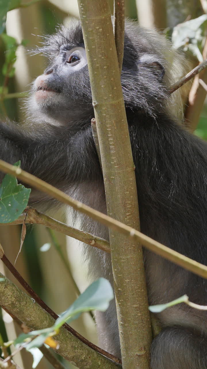 dusky leaf monkeys filmed in langkawi island, malaysia in vertical