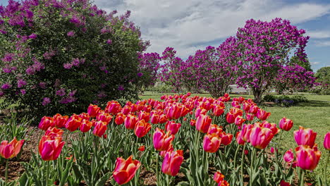 beautiful colored tulups moving in the wind in a park