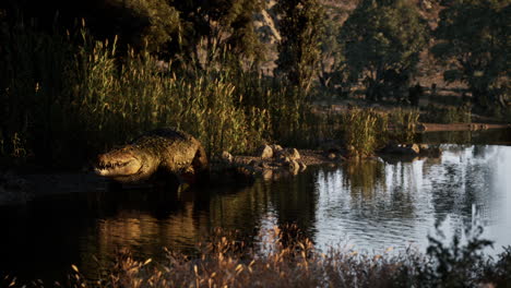 crocodile resting by a riverbank during early evening hours