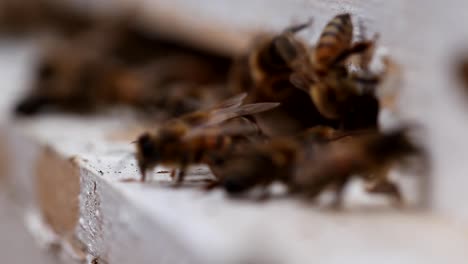 Bienen-Makro,-Das-Den-Bienenstock-Im-Makro-Betritt