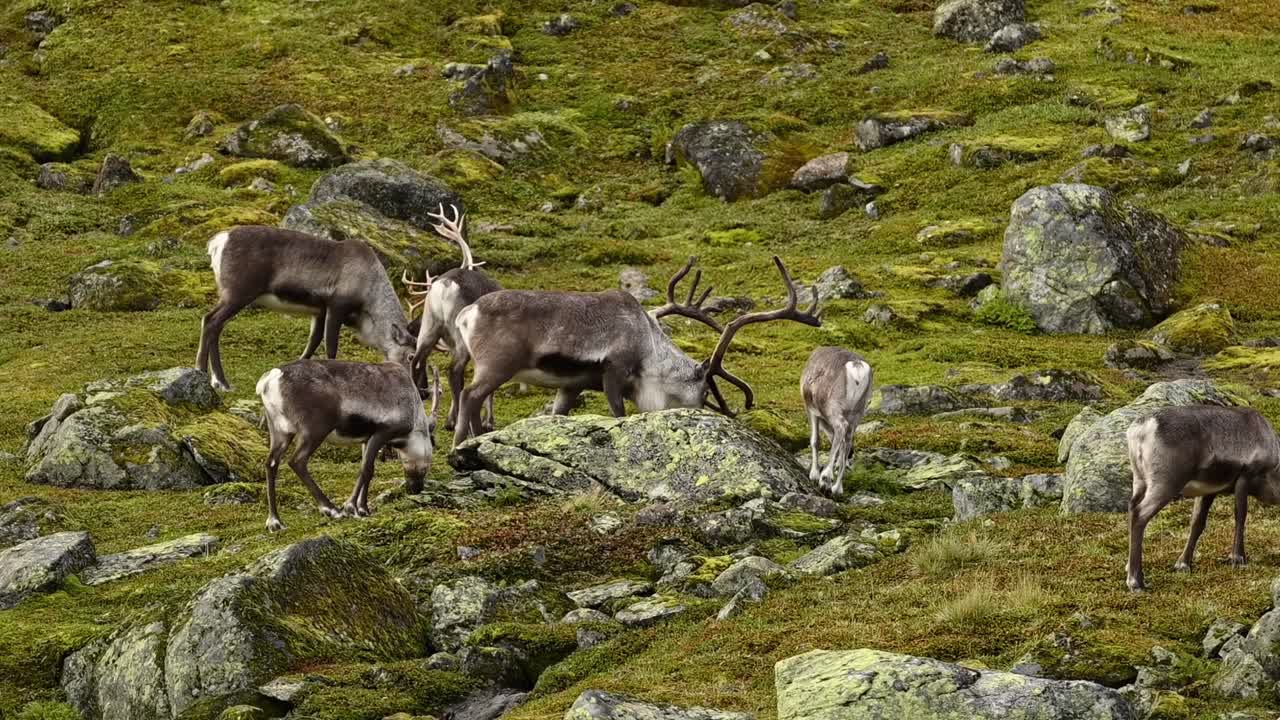 Small group of reindeer, including large bull, foraging among boulders for sparse alpine vegetation.