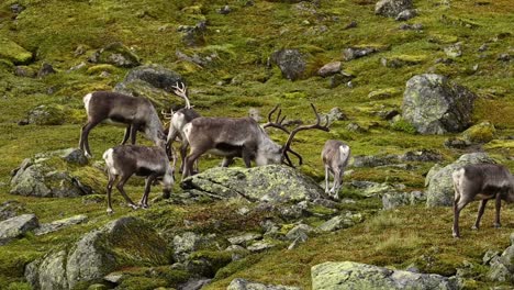 small group of reindeer, including large bull, foraging among boulders for sparse alpine vegetation.