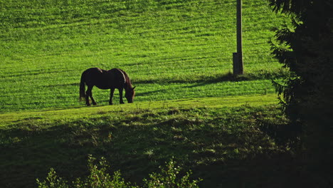 Lapso-De-Tiempo-De-Caballo-Marrón-Pastando-En-Un-Prado-Verde-Y-Exuberante-Durante-Un-Día-Soleado