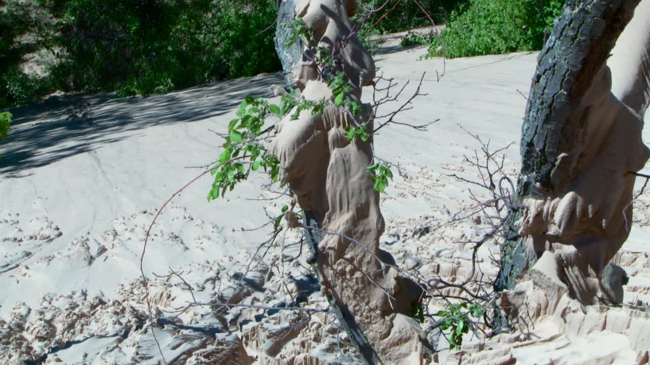 Semi-Barren Nature Landscape In Indiana Dunes National Park, USA. Tilt-up Shot
