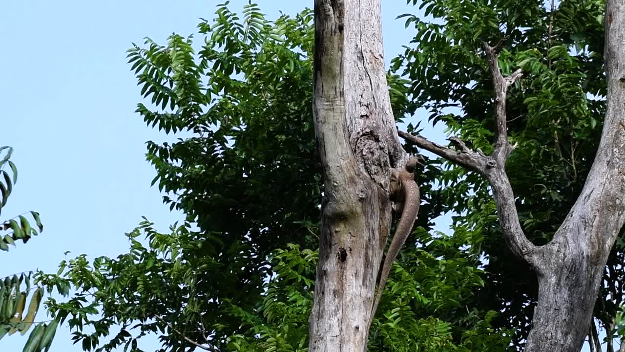 el lagarto monitor nublado se encuentra en tailandia y otros países de asia