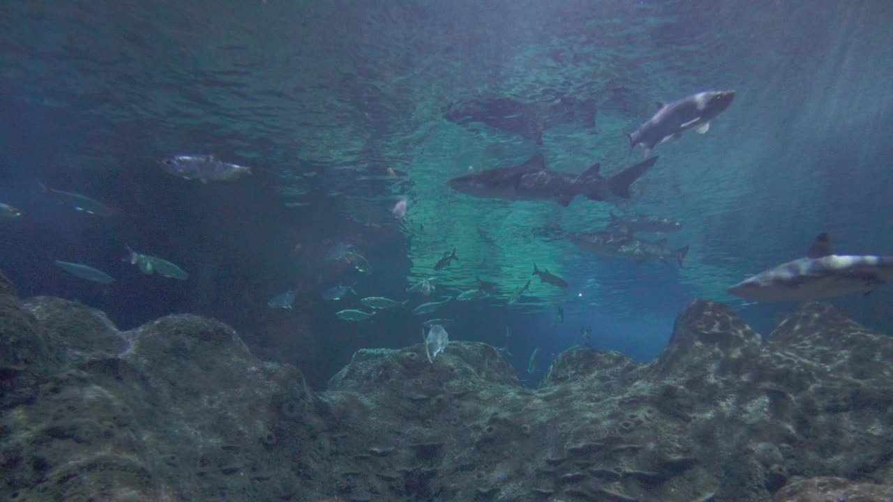 acuario de peces con tiburón de punta negra y otras especies de peces