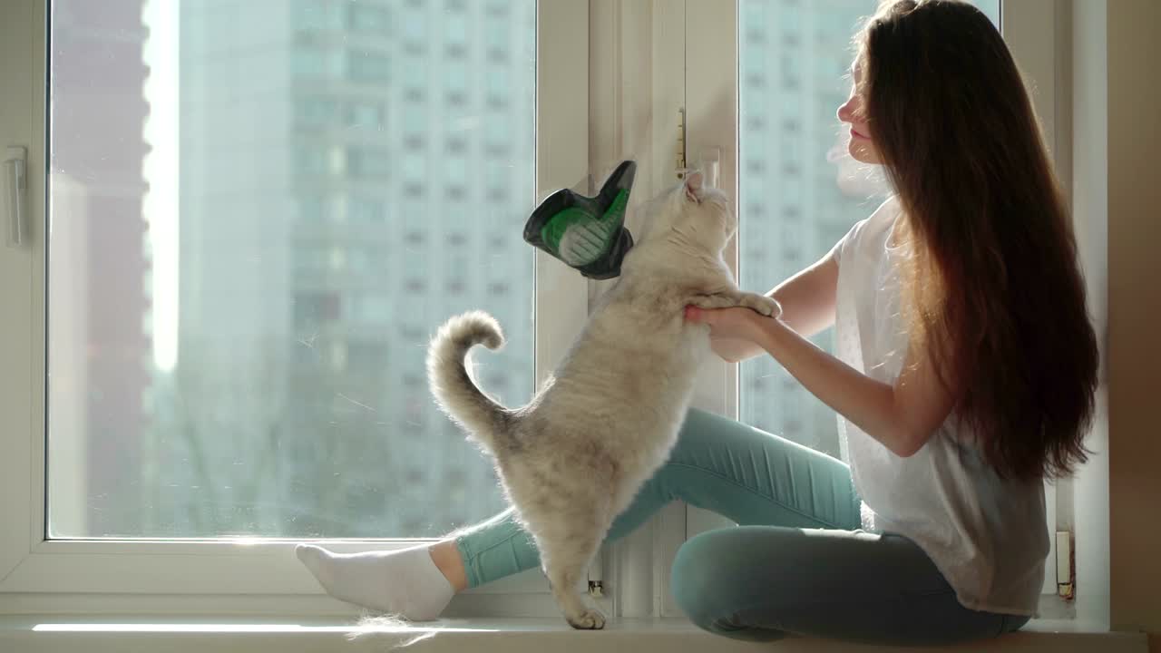 항알레르겐의 검색: 알레르기의 원천으로 고양이 털의 개념