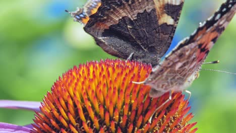 extreme close up macro shot of two orange small tortoiseshell butterflies sitting on purple coneflower and collecting nectar, on green background and then flying away