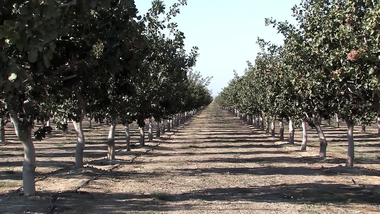 fila de árboles de pistacho en california, estados unidos