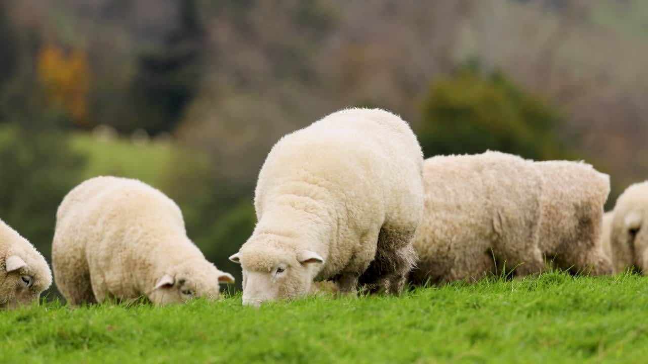Adult sheep and lambs graze together on vibrant grass in a rural field, captured in slow motion with soft natural lighting and shallow depth of field