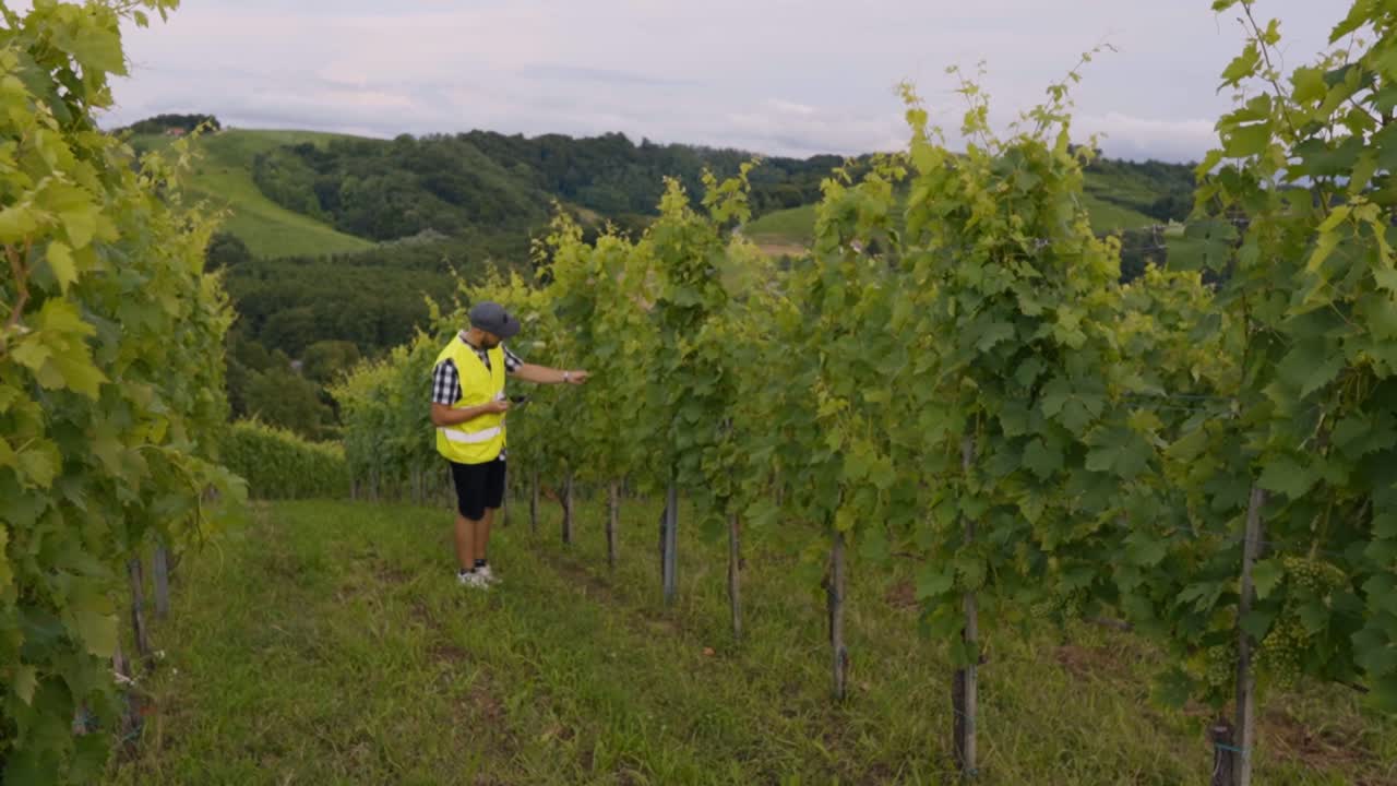 Winzer, der zwischen Reihen von Weinreben geht, Pflanzen inspiziert und das Wachstum in der malerischen Hügellandschaft von Jeruzalem, Slowenien, überwacht.
