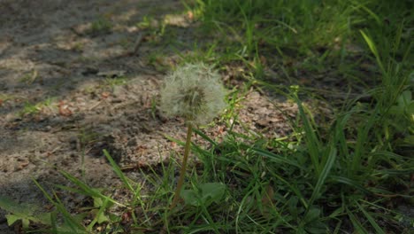 hermoso diente de león crece en el bosque