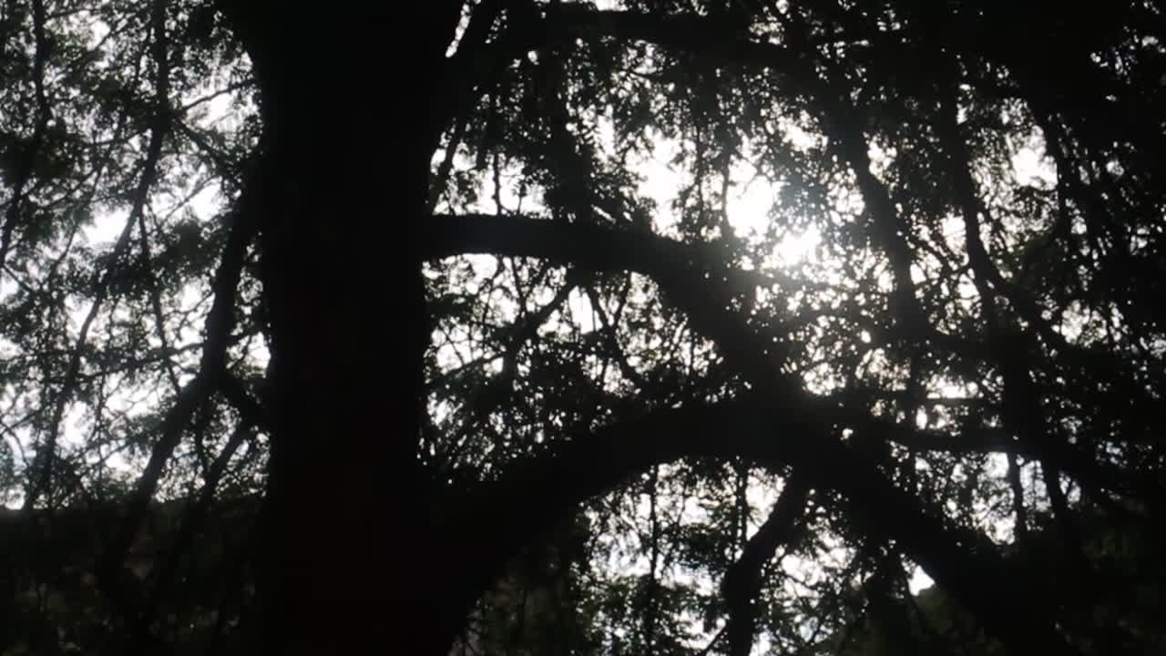 Silhouette of a Tree with Sunlight