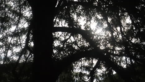 silhouette of a tree with sunlight