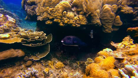 a giant pufferfish swimming among a colorful reef in the indo-pacific ocean