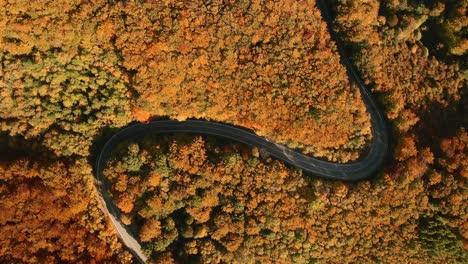 aerial overhead drone footage of cars driving on a s-shaped winding road in the middle of an autumn coloured forest