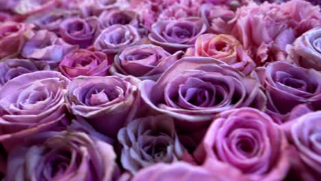 Natural-roses-background-closeup