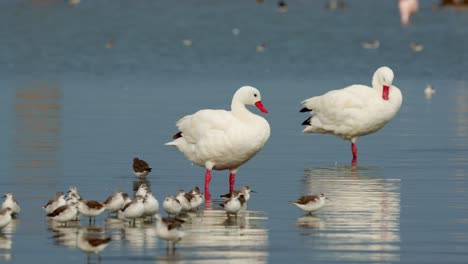 grupo de cisnes y aves migratorias en un lago