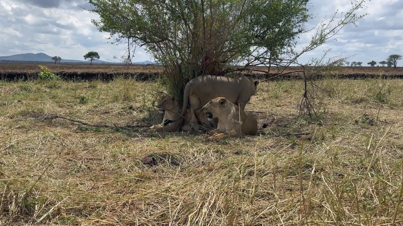 3 마사이 사자 (panthera leo massaicus) 가 탄자니아 타랑기레 국립공원 (tarangire national park) 의 덤불 그늘에 서 있다.